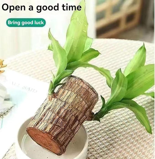 Lucky wood Plant